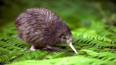 L kiwibird